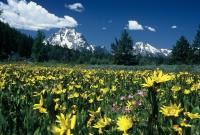 Mountain Meadow�